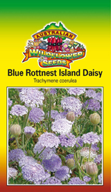 Trachymene caerulea - Blue Rottnest Island Daisy (SEEDS)