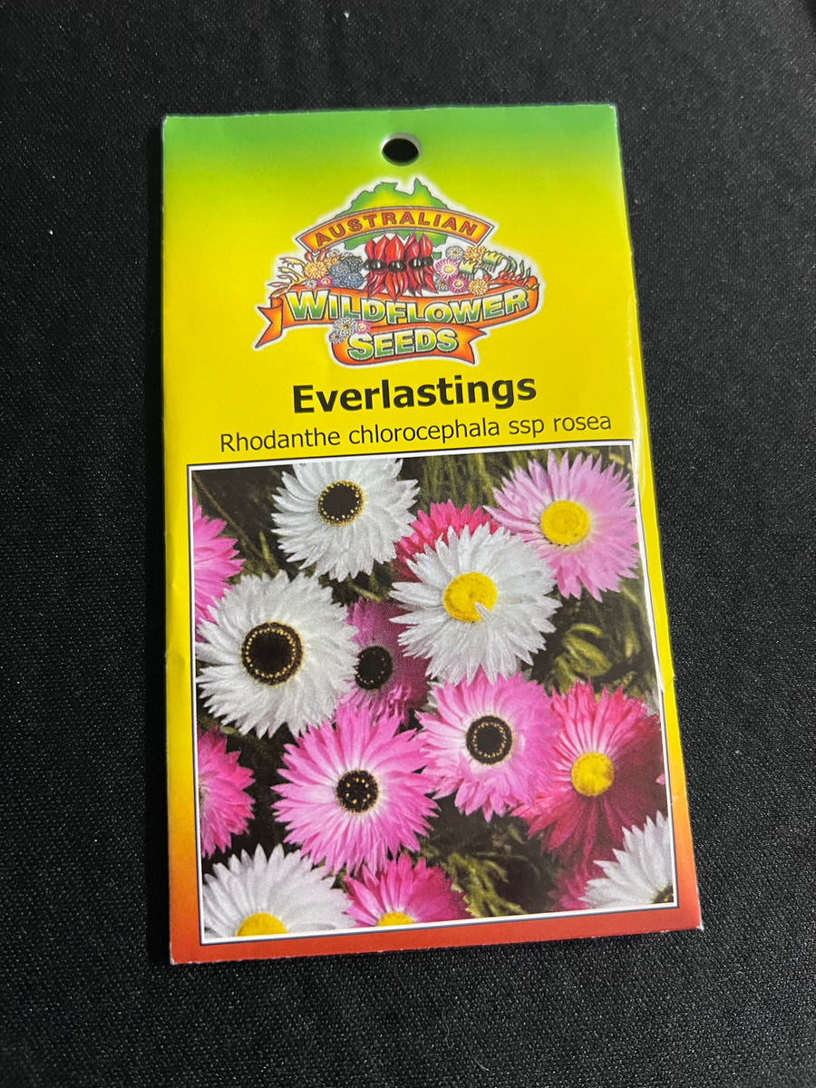 australian wild flower seeds Everlastings