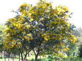 Acacia baileyana purpurea TUBESTOCK
