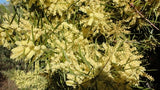 Acacia floribunda 50mmTUBESTOCK