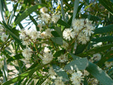 Acacia melanoxylon TUBESTOCK