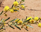 Acacia wilhelmiana TUBESTOCK