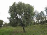 Acacia pendula TUBESTOCK