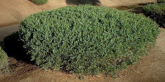 Acacia redolens low form TUBESTOCK