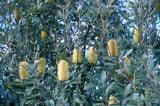 Banksia integrifolia TUBESTOCK