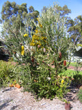 Banksia praemorsa TUBESTOCK