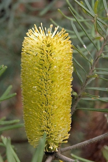 Banksia marginata 'Bright Flowers