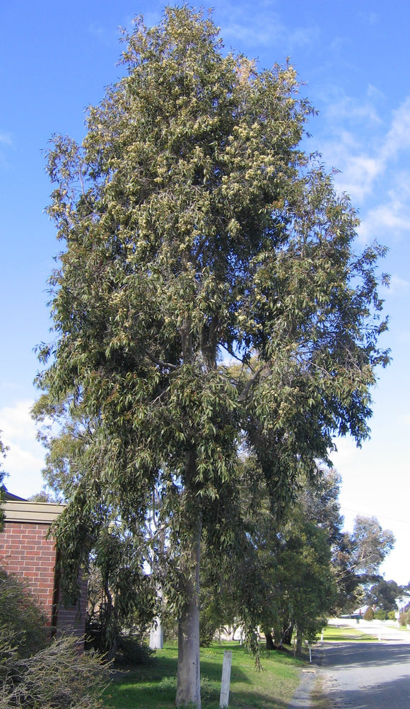 Corymbia maculata TUBESTOCK