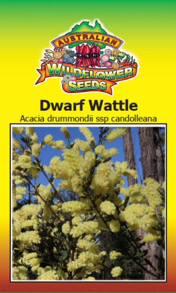Acacia drummondii ssp. candolleana - Dwarf Wattle (SEEDS)