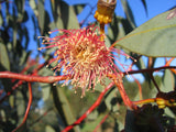 Eucalyptus torquata TUBESTOCK