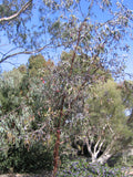 Eucalyptus caesia ssp. magna 'Silver Princess'  TUBESTOCK