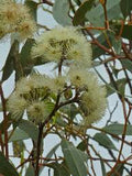 Eucalyptus incrassata TUBESTOCK