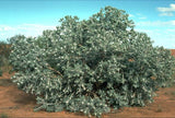 Eucalyptus pleurocarpa syn. Eucalyptus tetragona TUBESTOCK