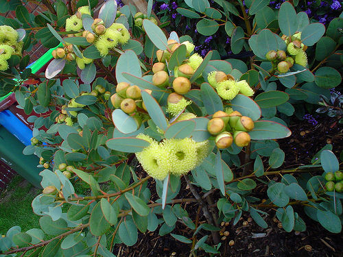 Eucalyptus preissiana TUBESTOCK