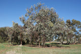 Eucalyptus woodwardii TUBESTOCK