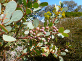 Eucalyptus orbifolia TUBESTOCK
