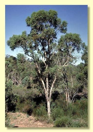 Eucalyptus wandoo TUBESTOCK