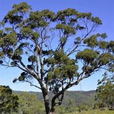 Eucalyptus porosa tubestock