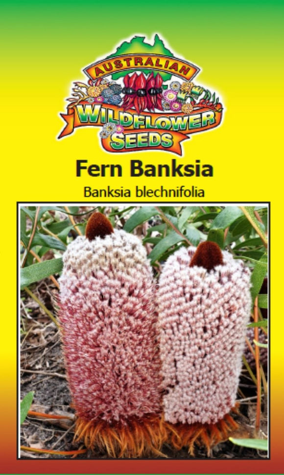 Banksia blechnifolia - Fern Banksia (SEEDS)