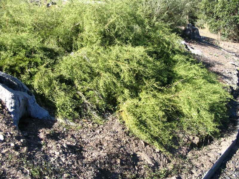 Grevillea curviloba Flat Jack The Native Shop