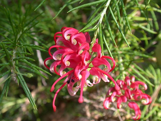 Grevillea rosmarinifolia TUBESTOCK