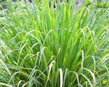Lemon Grass - Cymbopogon citratus 70mm SUPERTUBES - Non Native