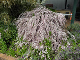 Leptospermum 'Pink Cascade' TUBESTOCK