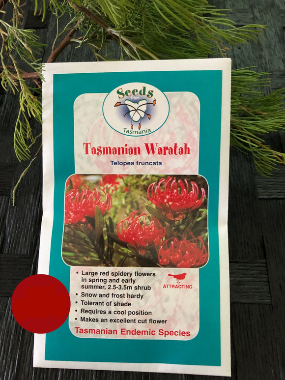 Seeds from Tasmania - Tasmanian Waratah