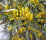 Acacia acuminata TUBESTOCK
