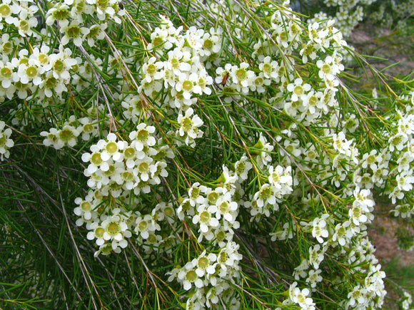 Chamelaucium uncinatum alba TUBESTOCK