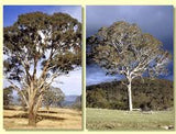 Eucalyptus melliodora TUBESTOCK*