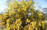 Acacia fimbriata TUBESTOCK