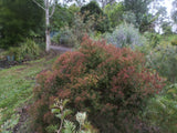 Melaleuca linariifolia dwarf “Little Red” TUBESTOCK
