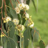 Eucalyptus melliodora TUBESTOCK*