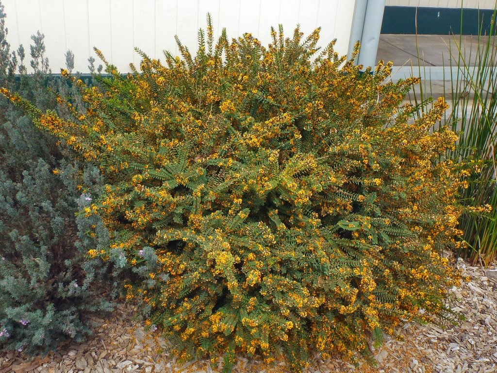 Eutaxia obovatum 'Egg and Bacon Plant' – The Native Shop