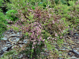 Leptospermum polygalifolium 'Tickled Pink' TUBESTOCK