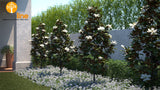 Magnolia grandiflora 'Little Gem'  TUBESTOCK - Non Native