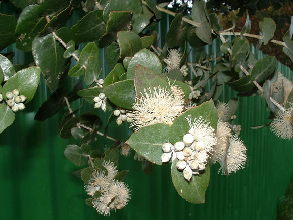 Eucalyptus'