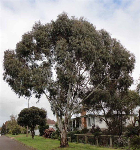 Eucalyptus viminalis subsp cygnetensis
