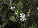 Leptospermum laevigatum