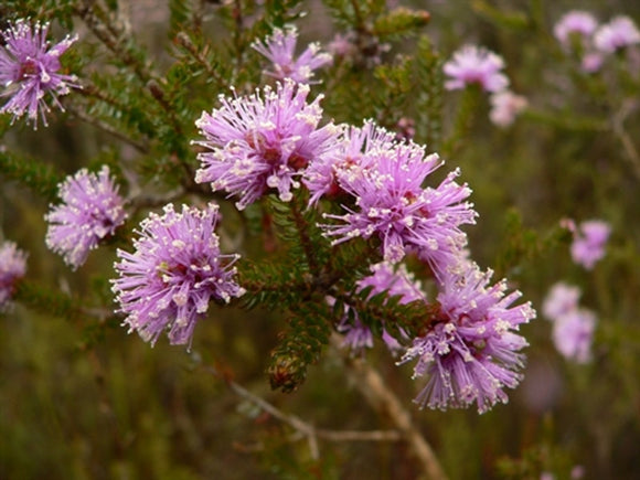 Melaleuca squamea