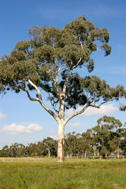 Eucalyptus rubida
