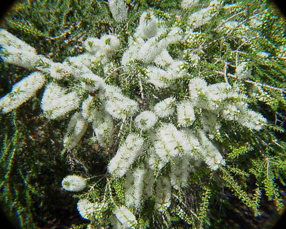 Melaleuca alternifolia