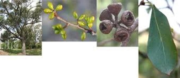 Eucalyptus yarraensis