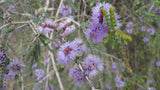 Melaleuca gibbosa
