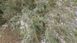 Melaleuca gibbosa