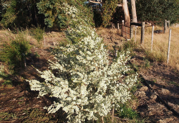 Leptospermum polygalifolium subsp. polygalifolium