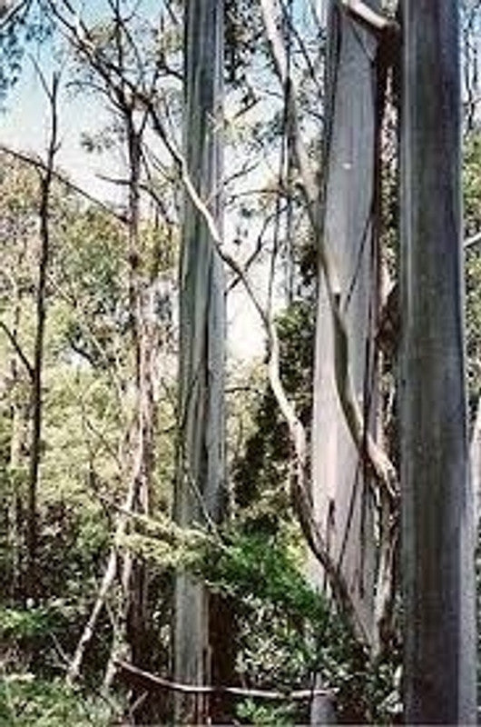 Eucalyptus nitens