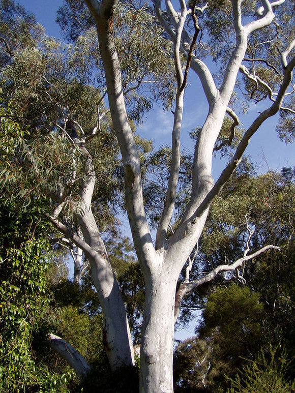 Eucalyptus mannifera