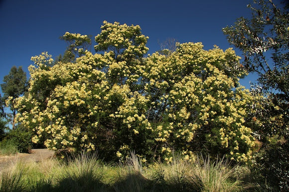 Acacia Mearnsii The Native Shop acacia-mearnsii-the-native-shop